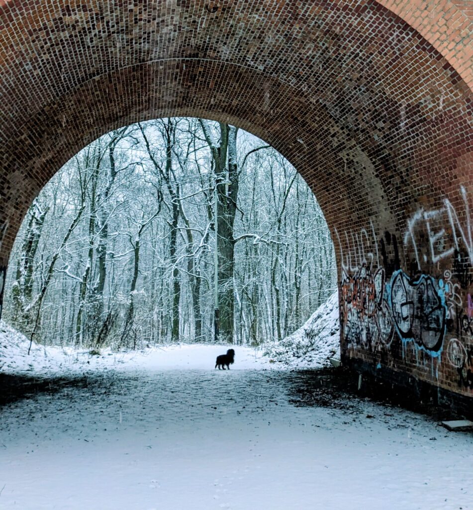 nauka języka angielskiego, materiały do nauki angielskiego, teksty po angielsku, recenzje książek, zimowe książki